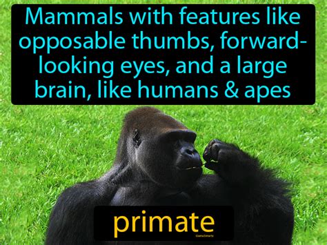 Primate Definition And Image Gamesmartz
