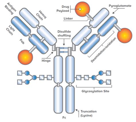 schematic illustration of antibody drug conjugate adc