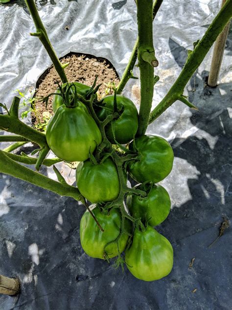Unlike many other black varieties, the tomatoes yielded are blemish free and are not subject to cracking. The Martha Stewart Blog : Blog Archive : Caring for My ...