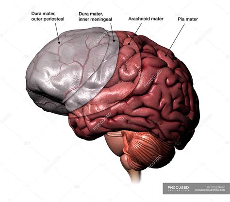Human Brain Meninges Layers With Labels On White Background Cerebral