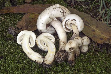 Agaricus Californicus Peck Cemas Orden Agaricales