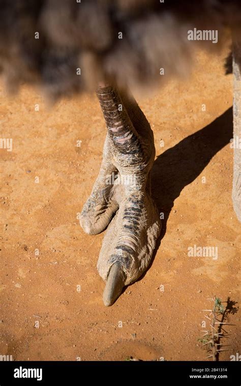 Two Toed Foot Ostrich Hi Res Stock Photography And Images Alamy