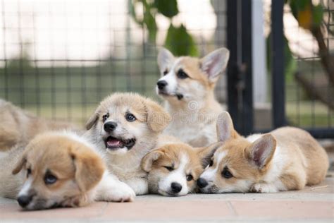 Group Of Corgi Puppy Dogs Lying Relaxing And Sleeping In Summer Sunny
