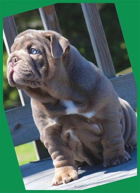 Piglet with pale mucous membranes. Training your Bulldog young puppy to pee outdoors is ...