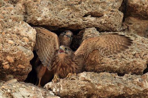 Cernícalo — sustantivo masculino 1) mochete. Fotografía y Naturaleza en Doñana: Mis Cernicalos de la ...