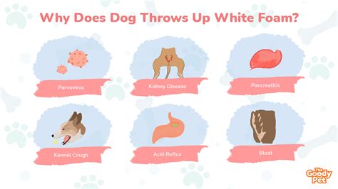 Dog Vomiting White Foam 101 Causes And What To Do The Goody Pet