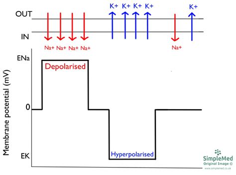 12 Membrane Potentials Simplemed Learning Medicine Simplified