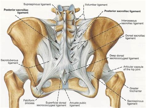 Pin on Anatomy