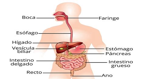 Ellens Gesked S Gy Laza Las Partes De Aparato Digestivo Teljes