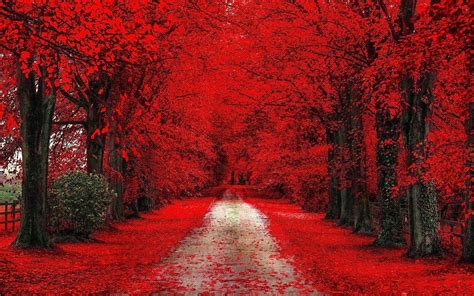 Red Trees Red Cherry Blossom Trees Path Dirt Road Fall Red Leaves