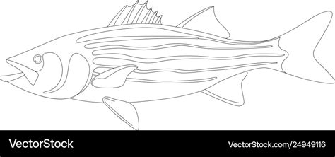 Striped Bass Lining Draw Royalty Free Vector Image