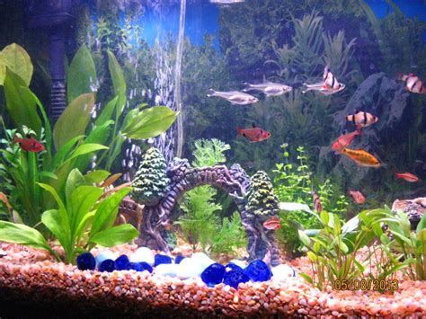 Starting A Freshwater Aquarium With Plants Aquarium Views