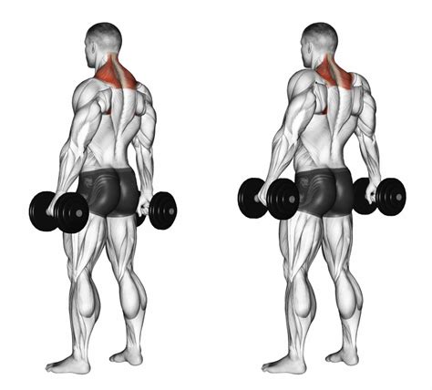 Exercises For Trapezius Muscle