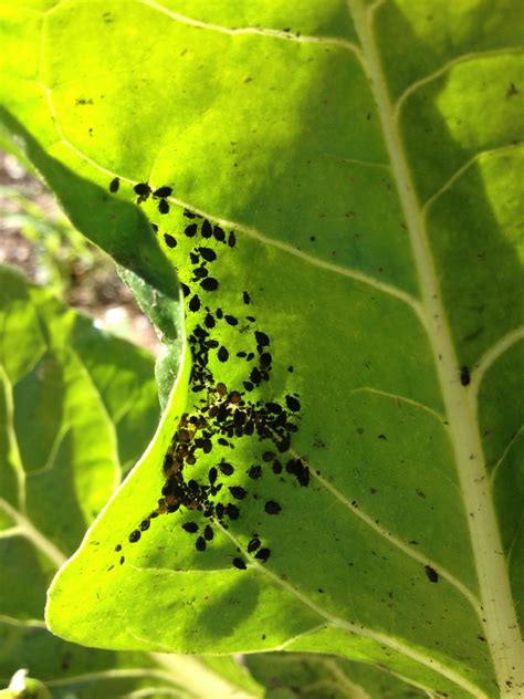 Tiny Black Bugs On Plants Outside Plant Ideas