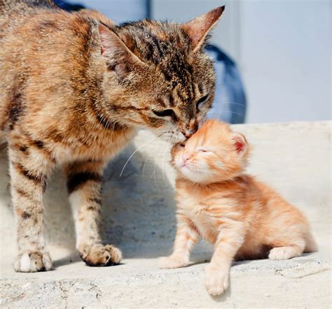 Sterilize feeding bottles with boiling water before filling with kitten formula. 15 Pictures Of Mama Cats And Kittens For Mother's Day ...