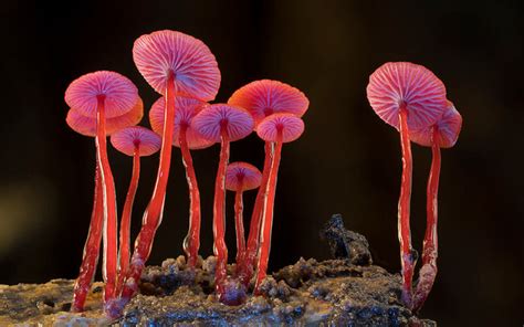 These 18 Pictures Of Unique Mushrooms Finally Proves Fungi Is An Alien
