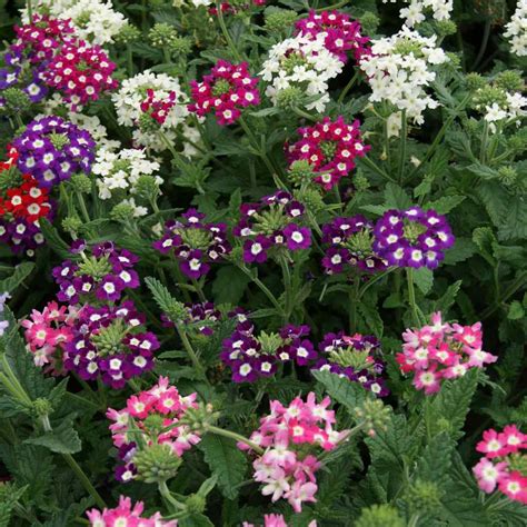 Verbena Mammoth Flower Seed Mix Annual Flowers