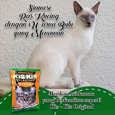 Di indonesia, jenis hewan peliharaan ini sangat banyak, mulai dari hewan berbulu, melata, hewan air. Jenis Kelinci Yang Memiliki Bulu Seperti Kucing Siam ...