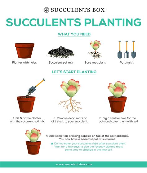 What kind of light do succulents need. Pin on Gardening/outdoors