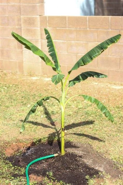 Tutorial And Tips How To Grow Banana Plants Both Indoors And Outdoor