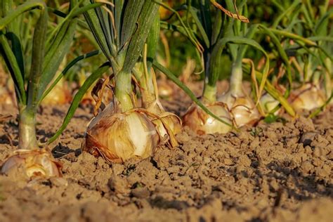 Como Plantar Cebola 4 Maneiras de Cultivar Características e Benefícios