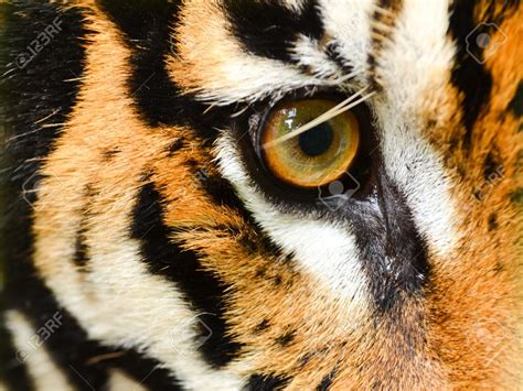 Tiger Animal Body Parts Eyes