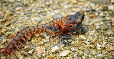 What Do Centipedes Eat A Z Animals