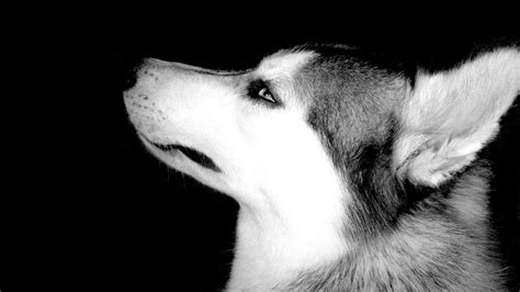 Vintage Image Siberian Husky High Resolution Photos wallpaper | animals | Wallpaper Better