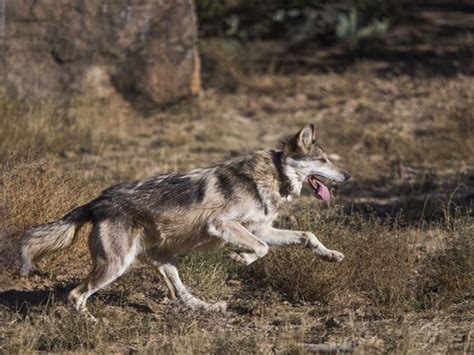 Mexican Gray Wolf Case Forest Service Moves To Revoke Grazing Permit