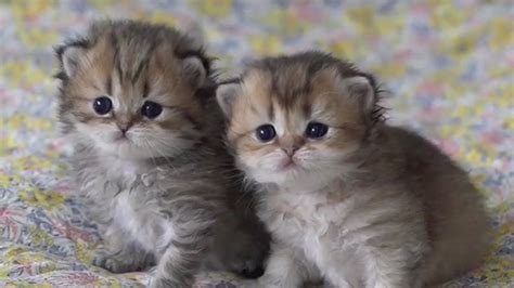 So Super Cute Baby Cat Kitten Playing Funny Video Catskittens 62 Youtube
