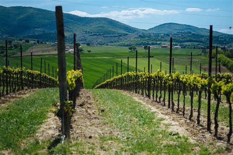 Looking over the vineyard the Cantina Scacciadiavoli Winery in