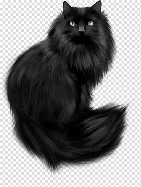 35 Top Images Long Haired Black Cats Oriental Long Hair Cat Brit