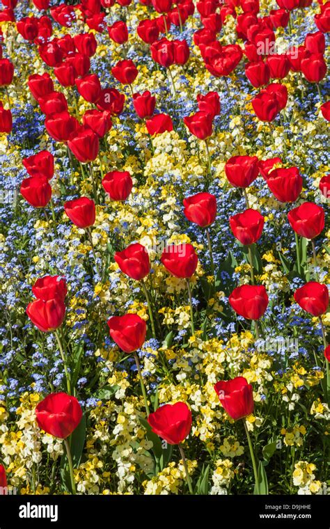 England London St James Park Tulips Stock Photo Alamy