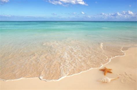 Sea Shells Starfish Sand Turquoise Caribbean Stock Photo Image Of