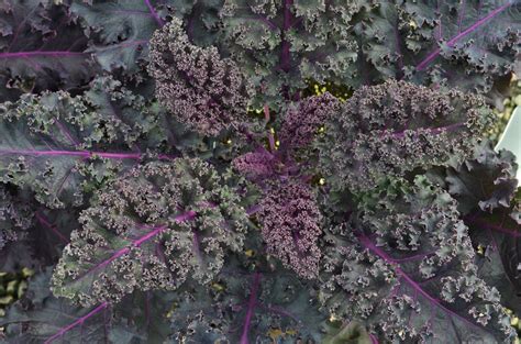 Kale Brassica Oleracea Red Bor From Hillcrest Nursery