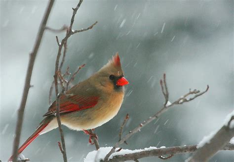 Winter Cardinal Photograph By Karol Livote Fine Art America