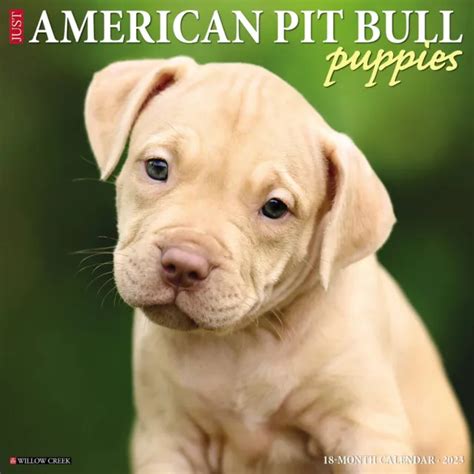 Willow Creek Just American Pit Bull Terrier Puppies 2023 12 X 12 Wall Calendar 5 99 Picclick