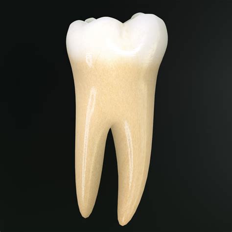Tooth Lower Molar Max