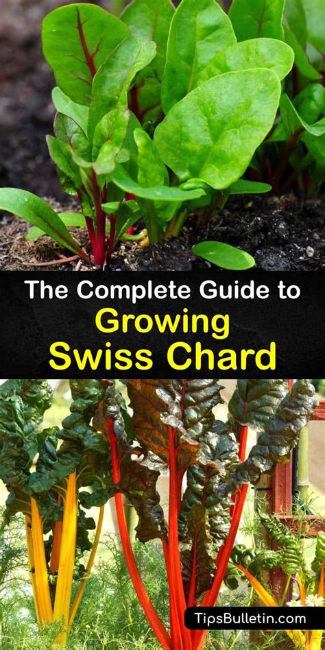 Follow This Step By Step Guide For Growing Chard Plants From Chard