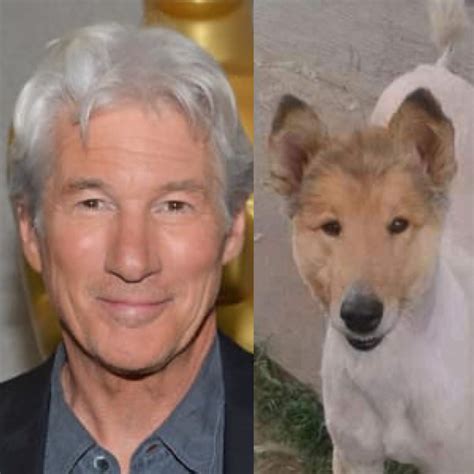 A Dog That Looks Exactly Like Richard Gere