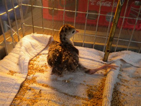 Puppy born with six legs and two tails beats the odds to survive. 12 day old eastern wild turkey poult with dislocated leg