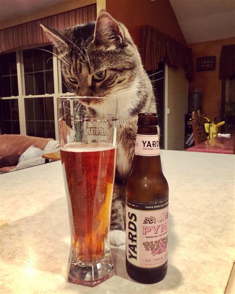 Pin By James Retling On Beer Cats Beer Beer Bottle Cats
