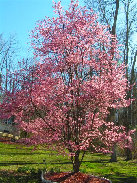 Sep 01, 2014 · the cherry blossom tree is a popular choice for landscapers and homeowners seeking a subtle flowering tree, which offers majestic strength over volatile coloring. Flowering cherry 'Okame' | Garden Housecalls
