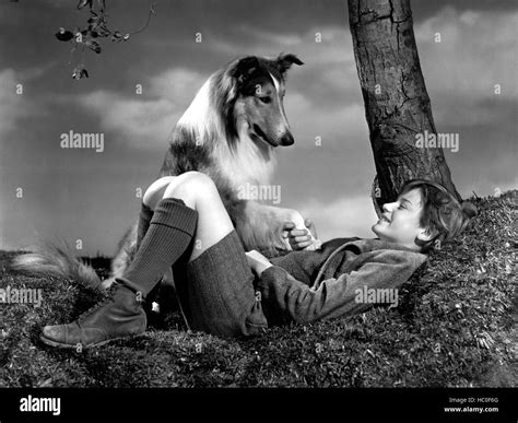 Lassie Come Home Roddy Mcdowall 1943 Stock Photo Alamy