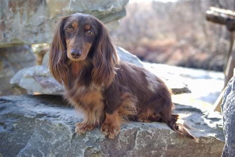 We have all types of miniature dachshunds for sale. Long Haired Dapple Dachshund | Galhairs