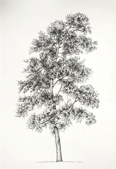 Pear Tree Pyrus Domestica Pen And Ink Botanical Illustration By Lizzie