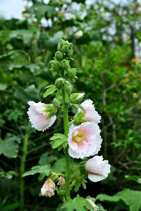 Hollyhock In Bloom Stock Image Image Of Nature Hollyhock 94316081