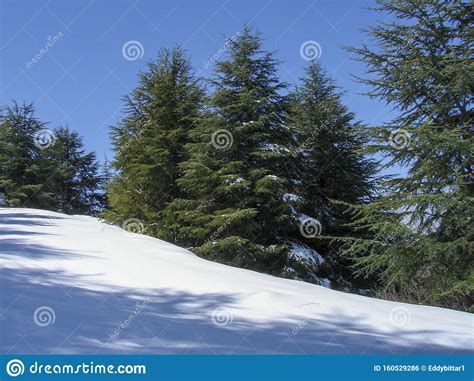 Arz Al Barouk Lebanon Cedars Snow Season Stock Photo Image Of Heaven
