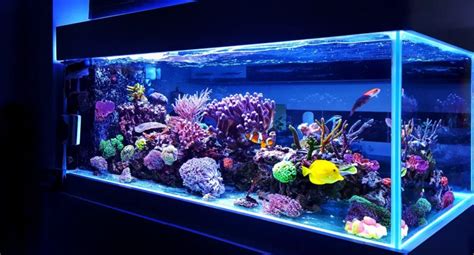 Best Nano Aquariums The Best Reef Tanks Reviews And Ratings For 2022