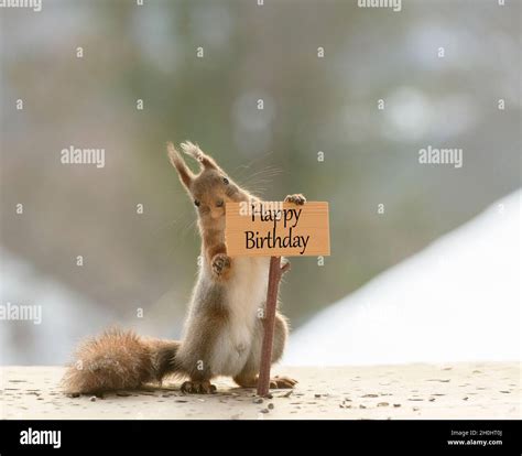 Red Squirrel Is Holding A Sign With Happy Birthday Stock Photo Alamy